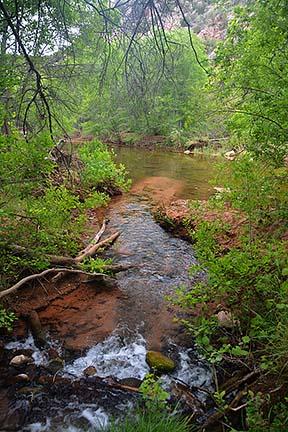 Sycamore Creek, Sycamore Canyon, April 16, 2015